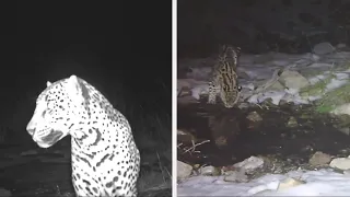 A  wild cat — mountain lion, bobcat, jaguar and ocelot — live in southern Arizona