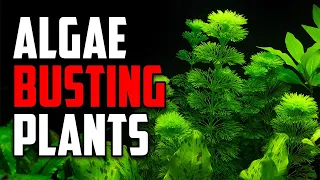 Simple Tips to Get Rid of Algae With the Power of Aquarium Plants