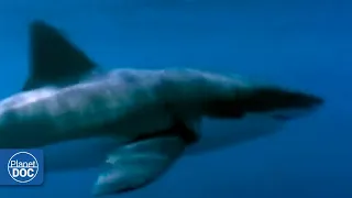 The story of the white shark: it lives in the waters off the southern of Australia(FULL DOCUMENTARY)