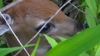 So Cute!  Found Baby Deer Fawn hiding again 05-31-2017