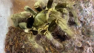 Hercules baboon tarantula (Hysterocrates hercules) feeding