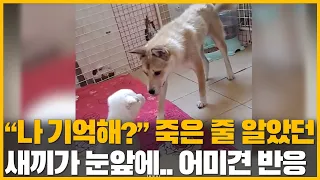 죽은 줄 알았던 새끼가 눈 앞에 나타나자... 어미견의 놀라운 '첫 반응'