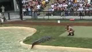 Steve Irwin Crocodile Show