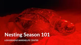 Sea Turtle Research: Nesting Season 101