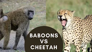 Baboon versus Cheetah // Olive Baboons fighting off a Cheetah in the Masai Mara