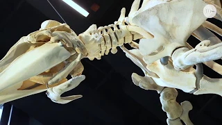 Baird's Beaked Whale at the Burke Museum