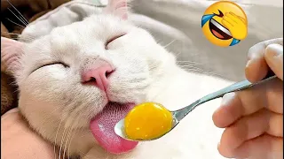 You Laugh You Lose 🤣 Funniest Cats and Dogs Videos 😹🐶 Part 8