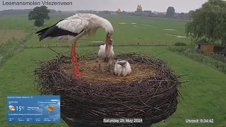 2024 05 25 Storchennest Vriezenveen, Drei große Portionen zum Frühstück 🐛🐛🐛🐛schnapp und weg