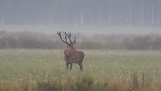 Благородный олень / Red Deer / Red stag