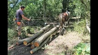 Horse Logging in the New Forest