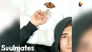 Guy Becomes Best Friends With A Butterfly | The Dodo Soulmates