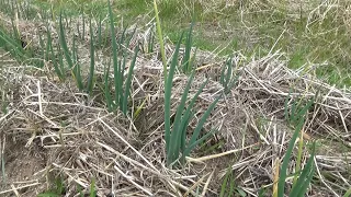 【自然農】2023年2月18日 元気な玉ねぎと病気の玉ねぎ　玉ねぎ用の新しい畝【natural farming】