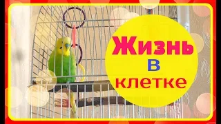 ЖИЗНЬ ПОПУГАЯ В КЛЕТКЕ / ПЕНИЕ ВОЛНИСТОГО ПОПУГАЯ / зеленый попугайчик TV