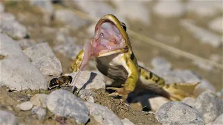 Frosch jagt Fliege und Mistbiene / Frog hunting fly and common drone fly