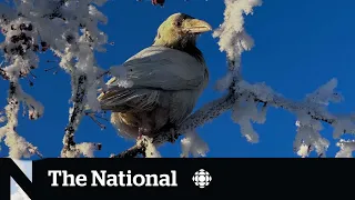 #TheMoment a white raven became a local celebrity in Alaska