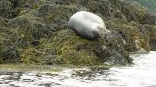 Animals of Scotland