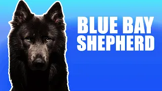Blue Bay Shepherd Top 10 Amazing Facts | Doggie Footprints