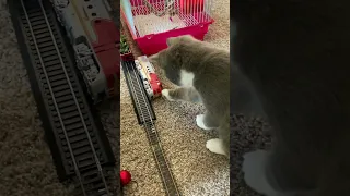 Cat gets hit by train very sad 😞