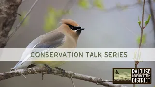 Conservation Talk Series | Plumage of the Palouse