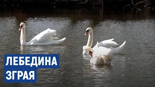 Пів сотні лебедів оселилися на озері села Яворівка