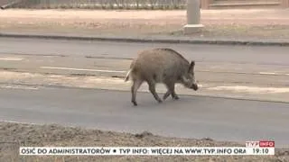 Uwaga, dziki w mieście (TVP Info, 10.11.2013 r.)