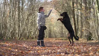 Orion, Beauceron Tricks [1,5 years]