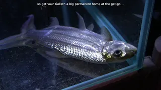 Don't EVER buy Goliath tiger fish unless... | Monster Aquarium Tank Fish Room | African Tiger Fish