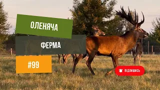 #99 Оленяче РАНЧО 🦌 на Сумщині. Ми намагаємося жити не на Землі, а з Землею 🌱.