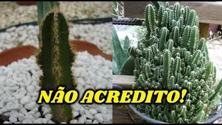 7 ESPÉCIES DE CACTOS QUE FICAM GRANDES E VOCÊ NÃO SABIA!