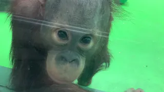 Орангутанги в Московском зоопарке, страшный подъезд
