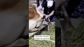 ОТЕЛ КОРОВЫ/ как телится корова?!