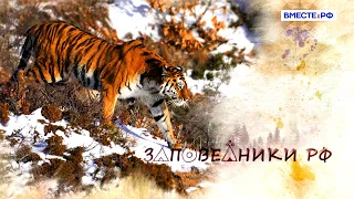 Амурские тигры и медведи в Лазовском заповеднике. Заповедники РФ