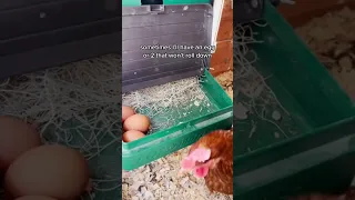 Why I Use Roll Down Nesting Boxes For My Chickens! #backyardhomestead