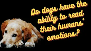Do dogs have the ability to read their humans' emotions?  | Pet Facts #Shorts Dog