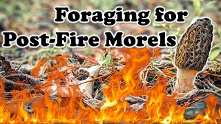 How To Find Morels After a Forest Fire