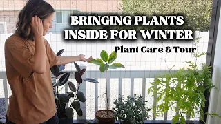 Bringing My Plants in for the Winter: Deck Plant Tour, grow light setup, pest prevention treatments