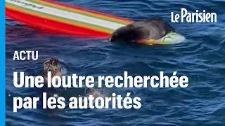 Californie : les autorités traquent... une loutre de mer qui terrorise les surfeurs