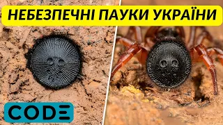 Павуки України: Топ-5 найнебезпечніших видів про які потрібно знати