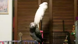 African Grey telling Cockatoo to Shut UP!