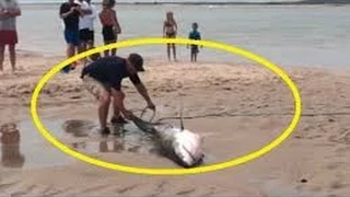 Great white shark rescued
