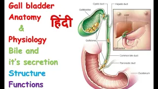 Gall bladder anatomy & physiology in hindi || Bile ||functions || structure || Secretion