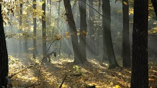Co to jest las? - film przyrodniczo-edukacyjny dla dzieci
