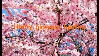 3시간 벚꽃 힐링 음악, 피아노 연주, 명상, 치유, 스트레스 해소 cherry blossom healing music, piano playing, stress relief