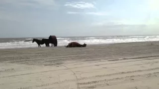 Corolla, NC Beach Trip - Wild Horses