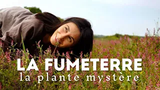 La Fumeterre, la plante de tous les mystères
