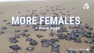 How Climate Change is Impacting Sea Turtle Sex | Ocean Wise