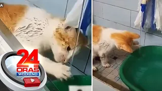 Cute na pusa, hindi makaligo sa sobrang lamig ng tubig | 24 Oras Weekend