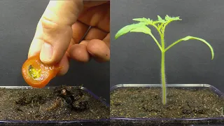 Growing Tomato Plant From Tomato Slice Time Lapse