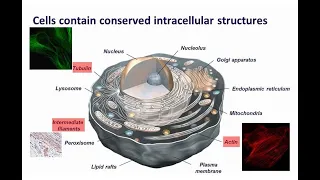 Molecular Probes Educational Webinar:  Introduction to basic cytoskeleton labeling and detection