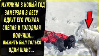 Жена бросила в новый год, мужчина замерзал в лесу, но вдруг подошла голодная слепая волчица